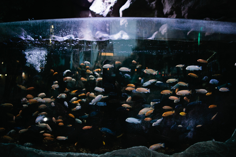 dallas world aquarium wedding _076