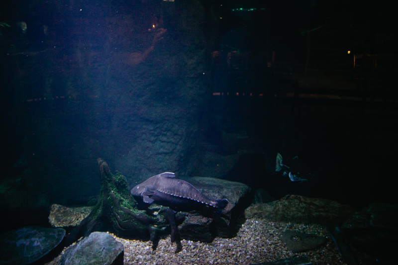 dallas world aquarium wedding _079