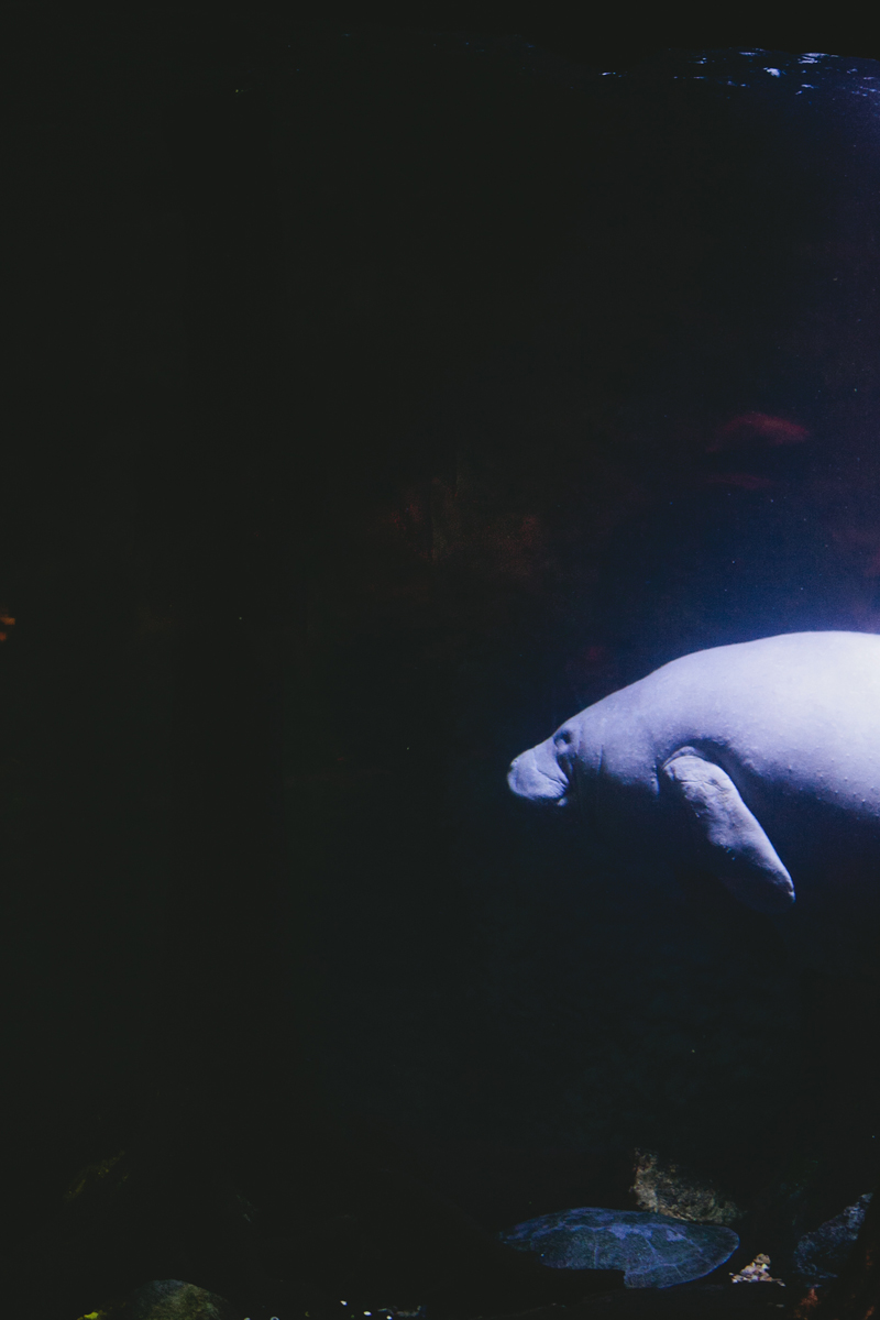 dallas world aquarium wedding _087