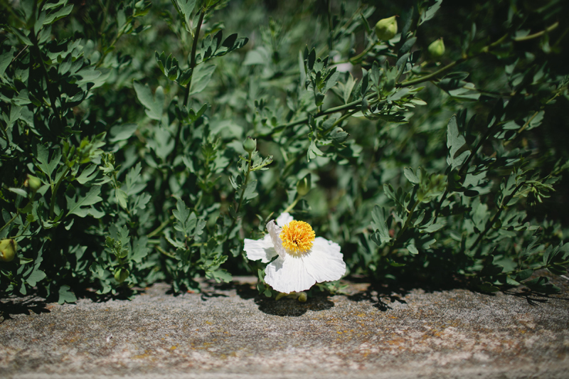 san francisco wedding photographer_02