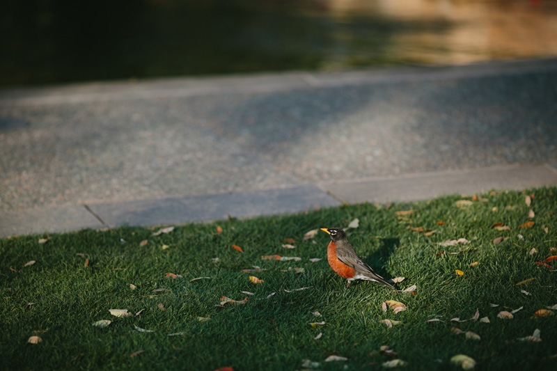 dallas arboretum wedding photographer_046